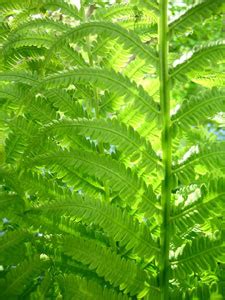 陰生植物 一覧|陰生植物(インセイショクブツ)とは？ 意味や使い方